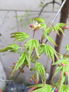 モミジの花